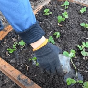 Садовник рассказал все тонкости октября, посадив клубнику