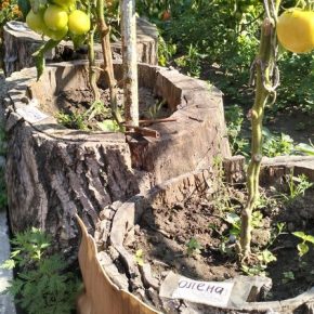 Садовник выращивает помидоры в пнях