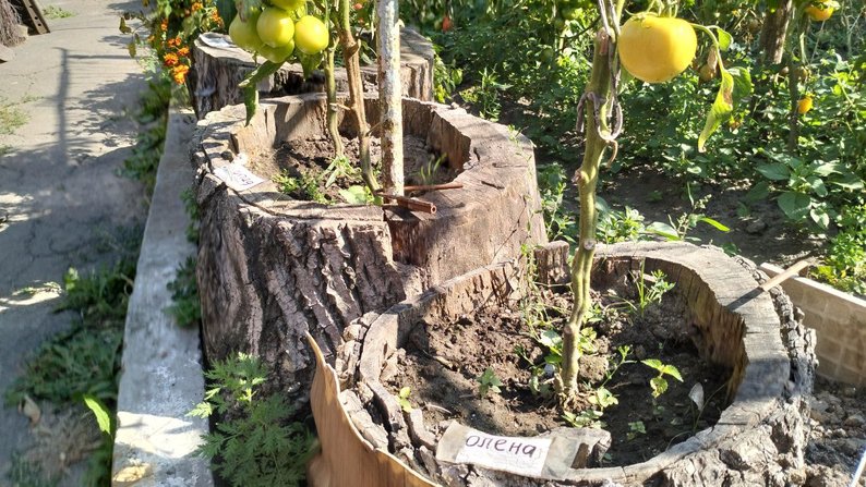 Огородник выращивает помидоры в пнях