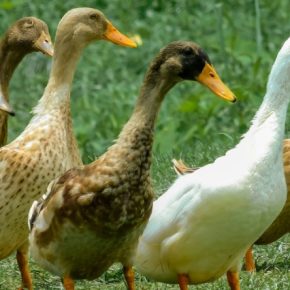 Гуси и утки — новая ниша в животноводстве