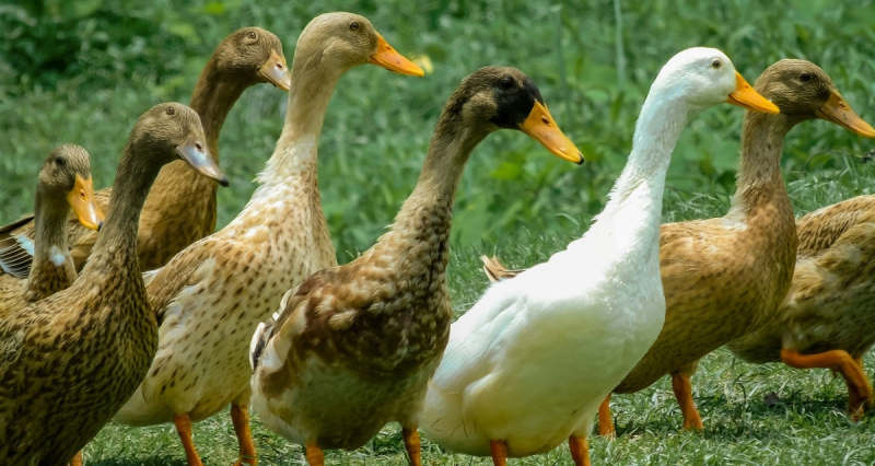 Гуси и утки – новая ниша в животноводстве