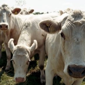 Как получить 25% компенсацию за строительство и реконструкцию ферм