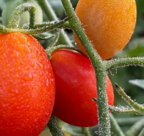 Как сохранить последние помидоры свежими до зимы