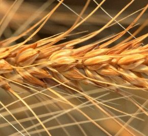 Как утроить урожай пшеницы – ученые нашли способ