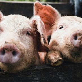 Какое оборудование помогает расти свиней