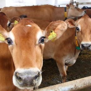 В чем преимущества и недостатки коров голштинской и джерсейской породы?