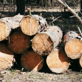 Адвокат рассказал, можно ли рубить деревья на своем шае