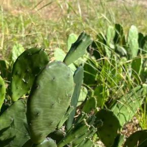 Кактусы под Киевом: экзотика или экологическая угроза