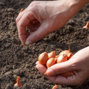 Когда лучше сажать озимый лук: посмотрим на листья березы