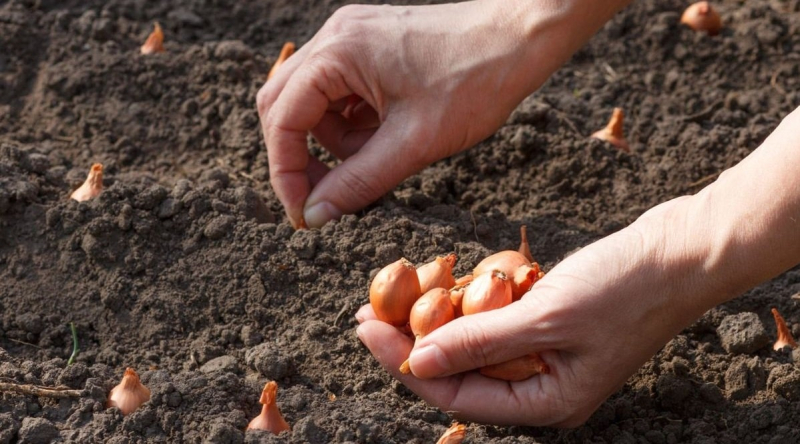 Когда лучше сажать озимый лук: посмотрите на листья березы