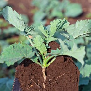 Контроль точки роста и защита от болезней