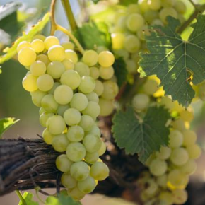 Маленькие виноделы Одессы могут получить гранты на развитие бизнеса от ФАО и правительства Италии