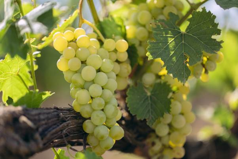 Малиодесские виноделы могут получать гранты на бизнес разработка от ФАО и правительства Италии