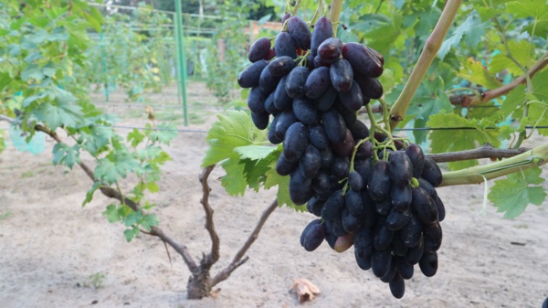 Более 150 сортов винограда выращены в Киевской области, которые успешно адаптировались к северным условиям