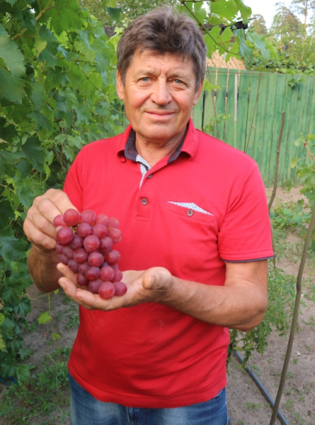 В стране выращивают более 150 сортов винограда. Киевщина, успешно приспособившаяся к северным условиям