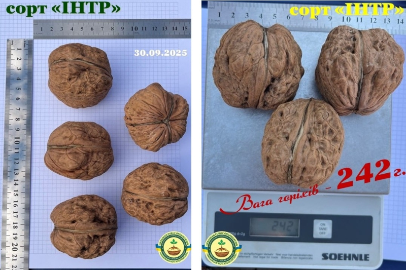 На Одессе селекционер создает новые сорта орехов, которые впечатляют международному сообществу