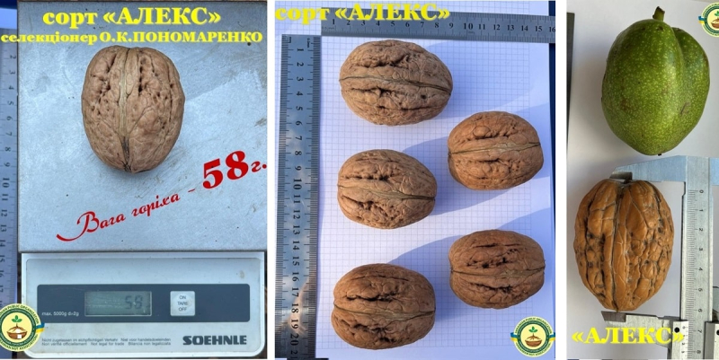 В Одессе селекционер создает новые сорта орехов, которые произвести впечатление на мировое сообщество