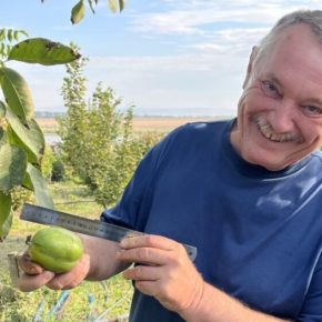 В Одессе селекционер создает новые сорта орехов, которые впечатляют мировую общественность