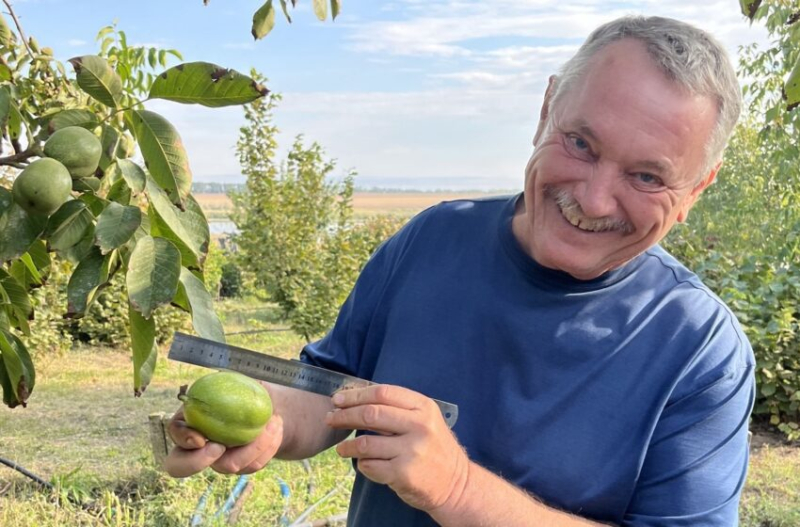 В Одесщине селекционер создает новые сорта орехи, которые впечатляют международное сообщество