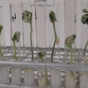 На Волыни создадут картофельную лабораторию