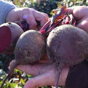 В Закарпатье аграрии выращивают свеклу, которую не режут уже 5 лет подряд