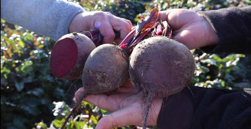 На закарпатских аграриях выращивают свеклу, которая не усыхает уже 5 лет подряд