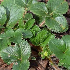 Названы три фатальные ошибки, которые могут уничтожить урожай клубники в следующем году