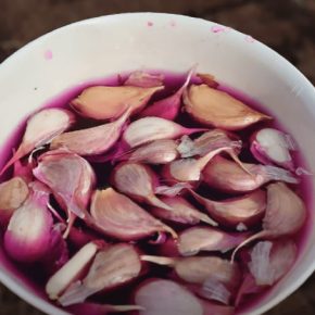 Обработка чеснока перед посадкой: лучшие методы