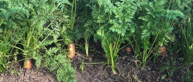 Осенний лайфхак: как мороз делает морковь слаще и дольше хранится