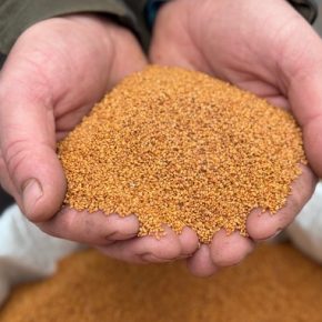 Касторовое масло – новый игрок на украинском рынке