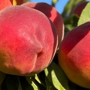 Садовник подскажет, какие семь плодовых деревьев и кустов лучше посадить в ноябре.