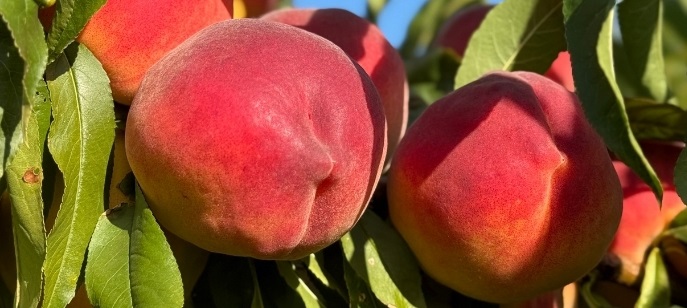 Садовник расскажет, какие семь фруктовых деревьев и кустарников лучше всего посадить Ноябрь