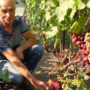 Садовник из региона Чернихив растет на триста возле дома 80 сортов винограда