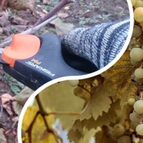 Садоводы поделились правильной техникой обрезки винограда