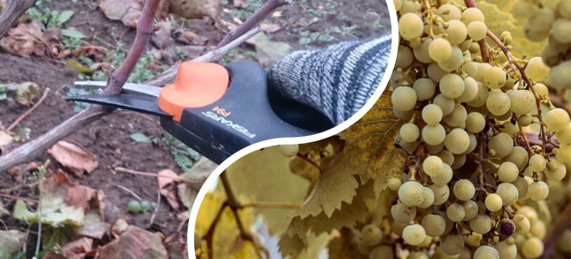Садовники поделились правильной техникой черенкования винограда