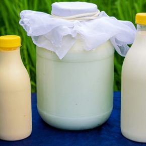 ТОП-20 самых продуктивных молочных ферм Украины: рекорд -13,5 тыс. кг молока/корову/год