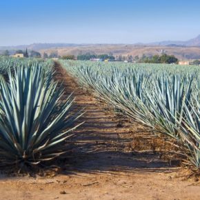 Во Франции виноградники заменяют агавой