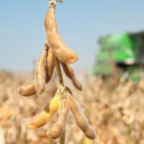 В Германии прогнозируют рекордный урожай сои