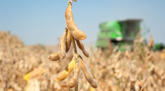 В Германии прогнозируется рекордный урожай сои