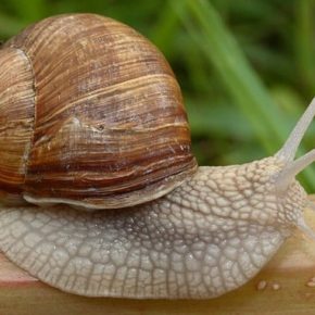 Украина экспортировала улиток на $5,5 млн.