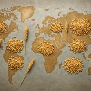 Украина входит в десятку крупнейших мировых производителей пшеницы