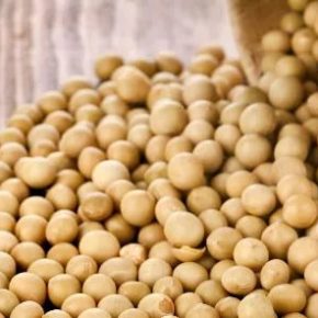 Украина стала основным поставщиком сои в Румынию