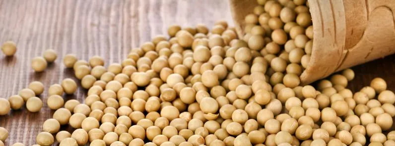 Украина стала основным поставщиком сои в Румынию