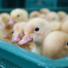 С начала года Украина импортировала живой птицы на $71 млн.