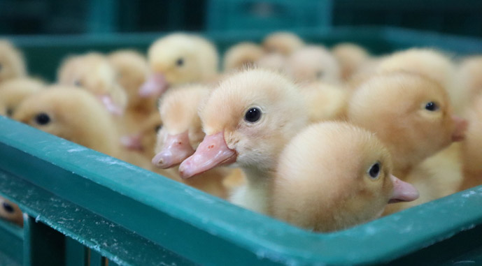 С начала года Украина импортировала живую птицу на $71 млн