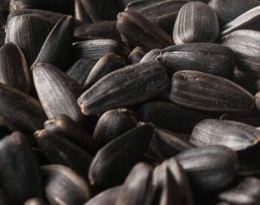 Украина собрала худший сбор подсолнечника за 8 лет