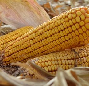 Украине грозит сокращение экспорта из-за качества кукурузы