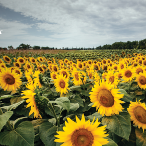 Украинские аграрии усилит защиту подсолнечника ExpressSun® с помощью нового гербицида Heliantex® Pro от Corteva