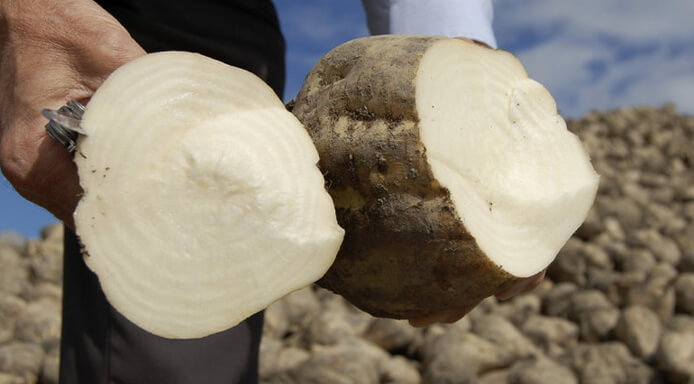 Украинские аграрии увеличили урожайность сахарной свеклы на 10 т/га