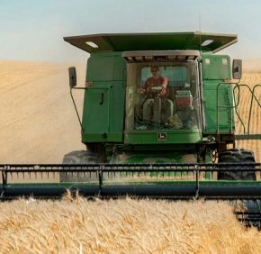 В Украине уже обмолочено 76% площадей под подсолнечником и 62% площадей сои, но только 21% кукурузы